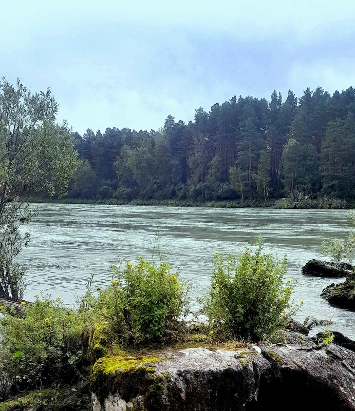 Река Катунь . Спокойное течение . - Мила Бовкун
