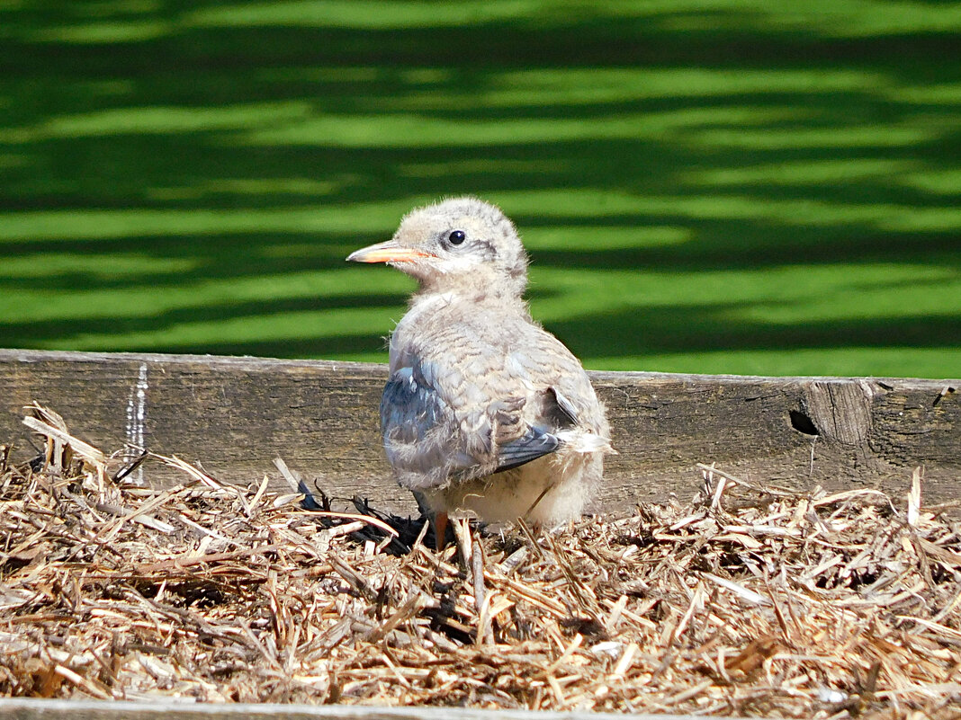 Птенец речной крачки - Лина 