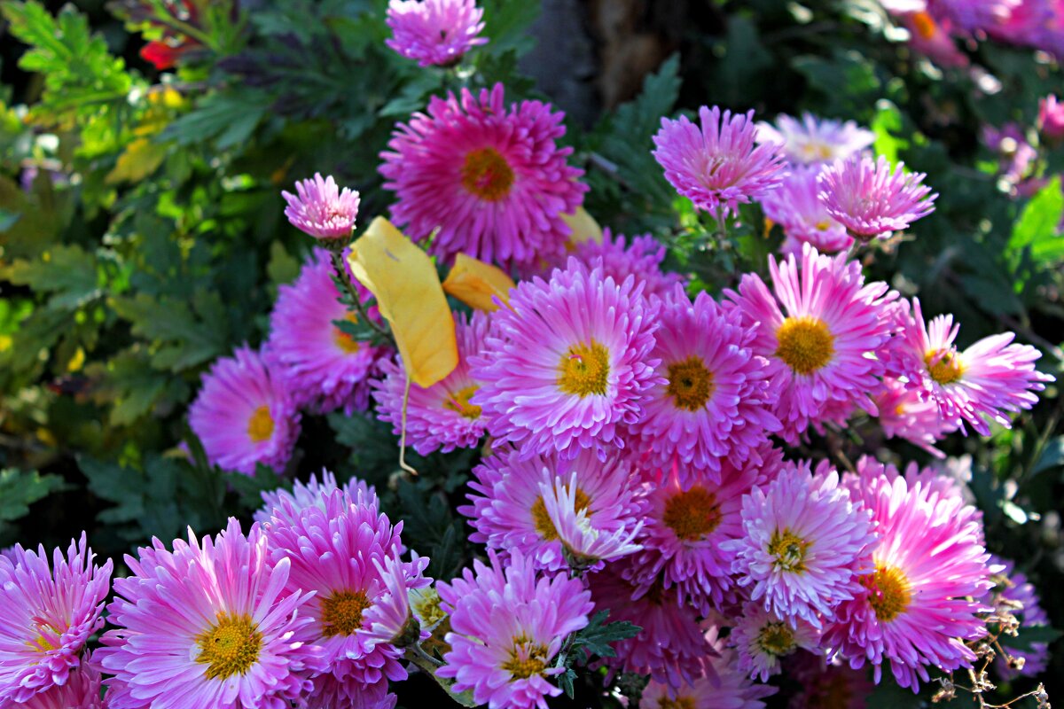 осень - Николай 