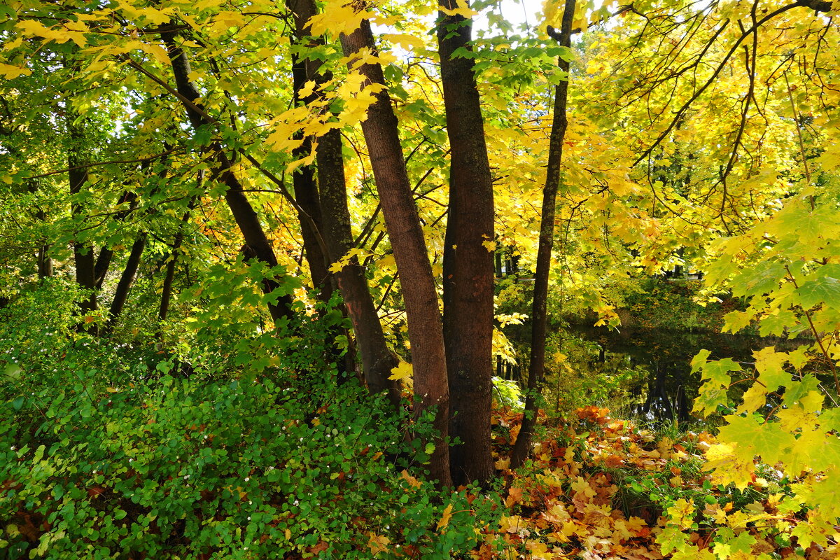Краски октября - Рита Симонова
