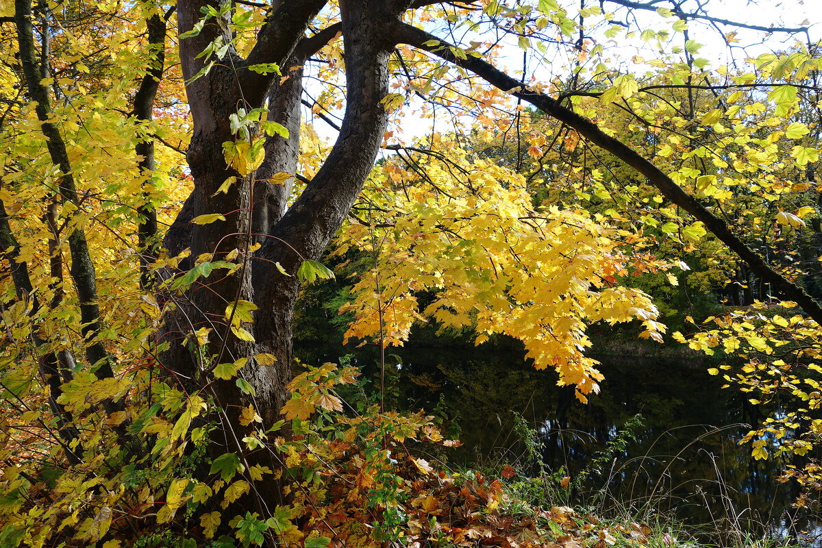 Краски октября - Рита Симонова