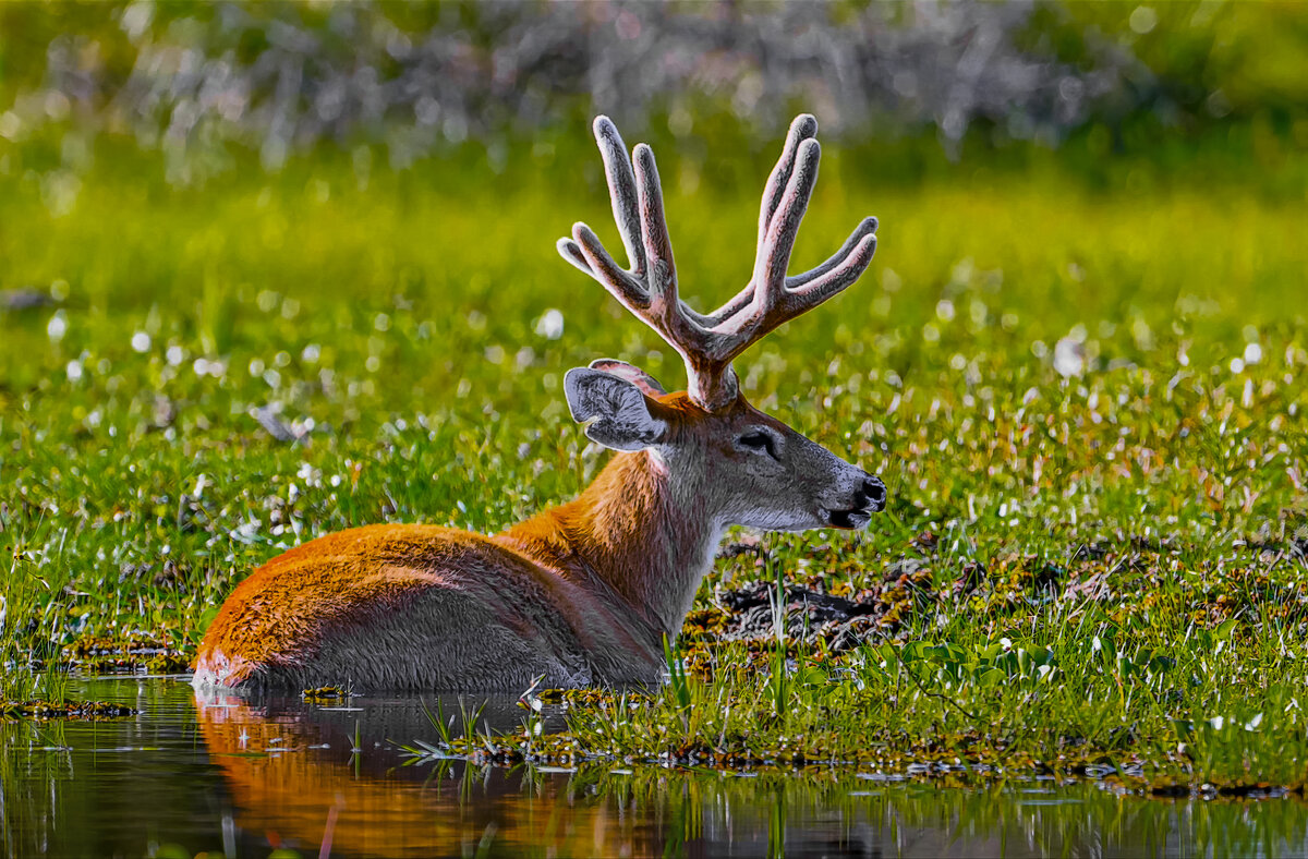Белохвостый олень - Aleksey Afonin