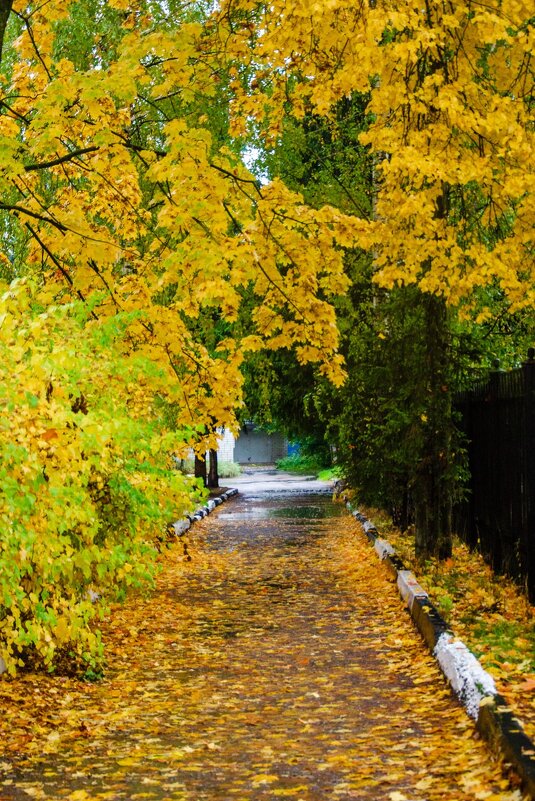 Городская осень - Галина Ложечникова