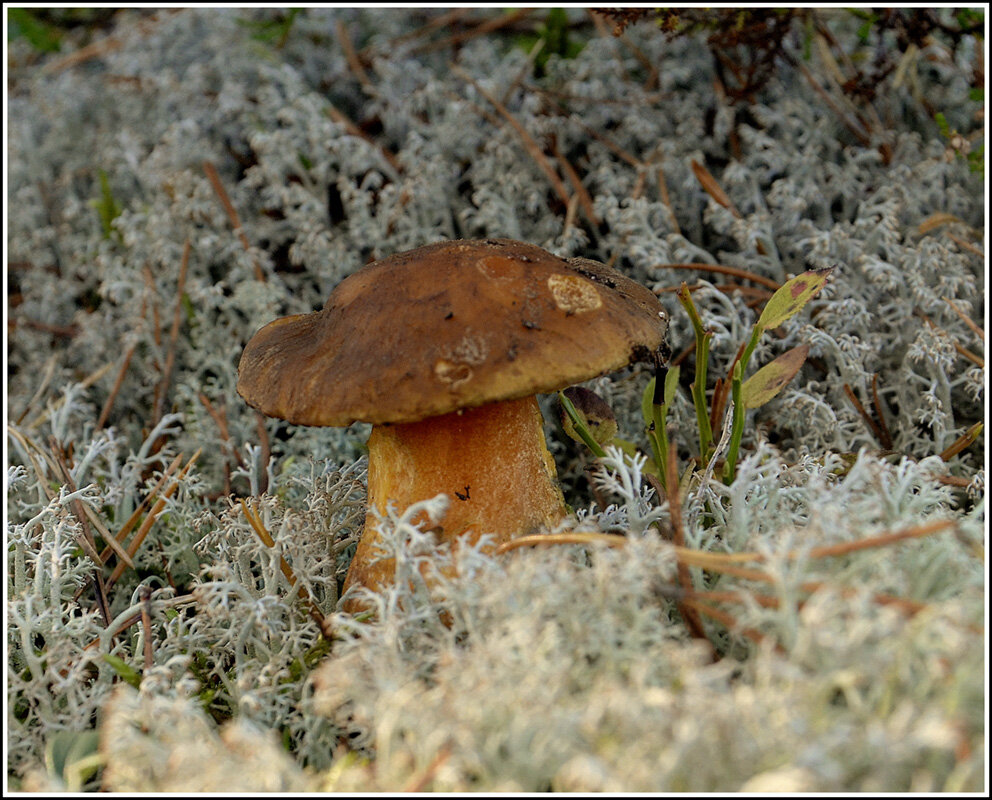 Моховик - Aleksandr Gal