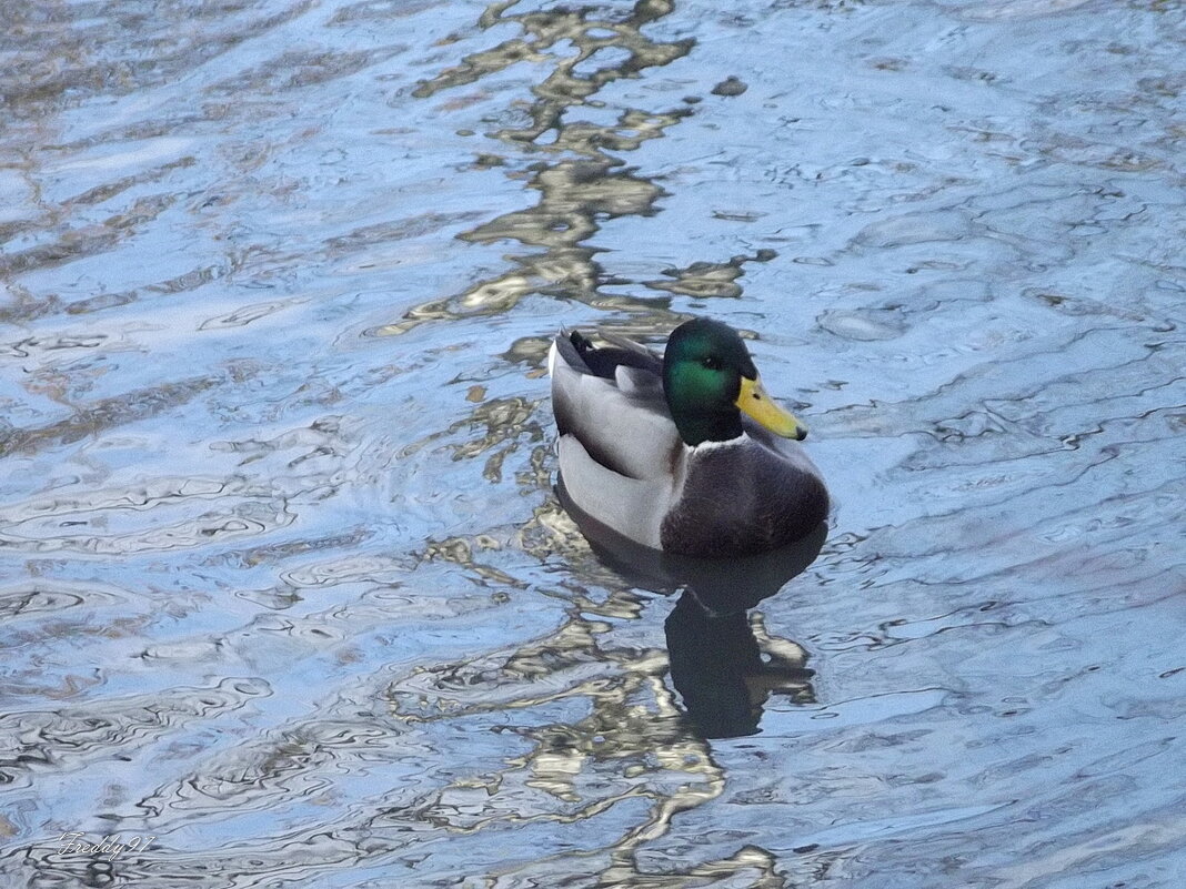 В осеннем пруду... - Freddy 97