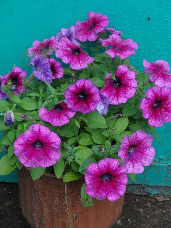 ПЕТУНИИ - СЕРГЕЙ ФИЛОЧКИН