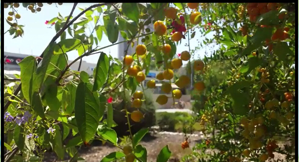 114 (52) - CLOSE WAYS ALL