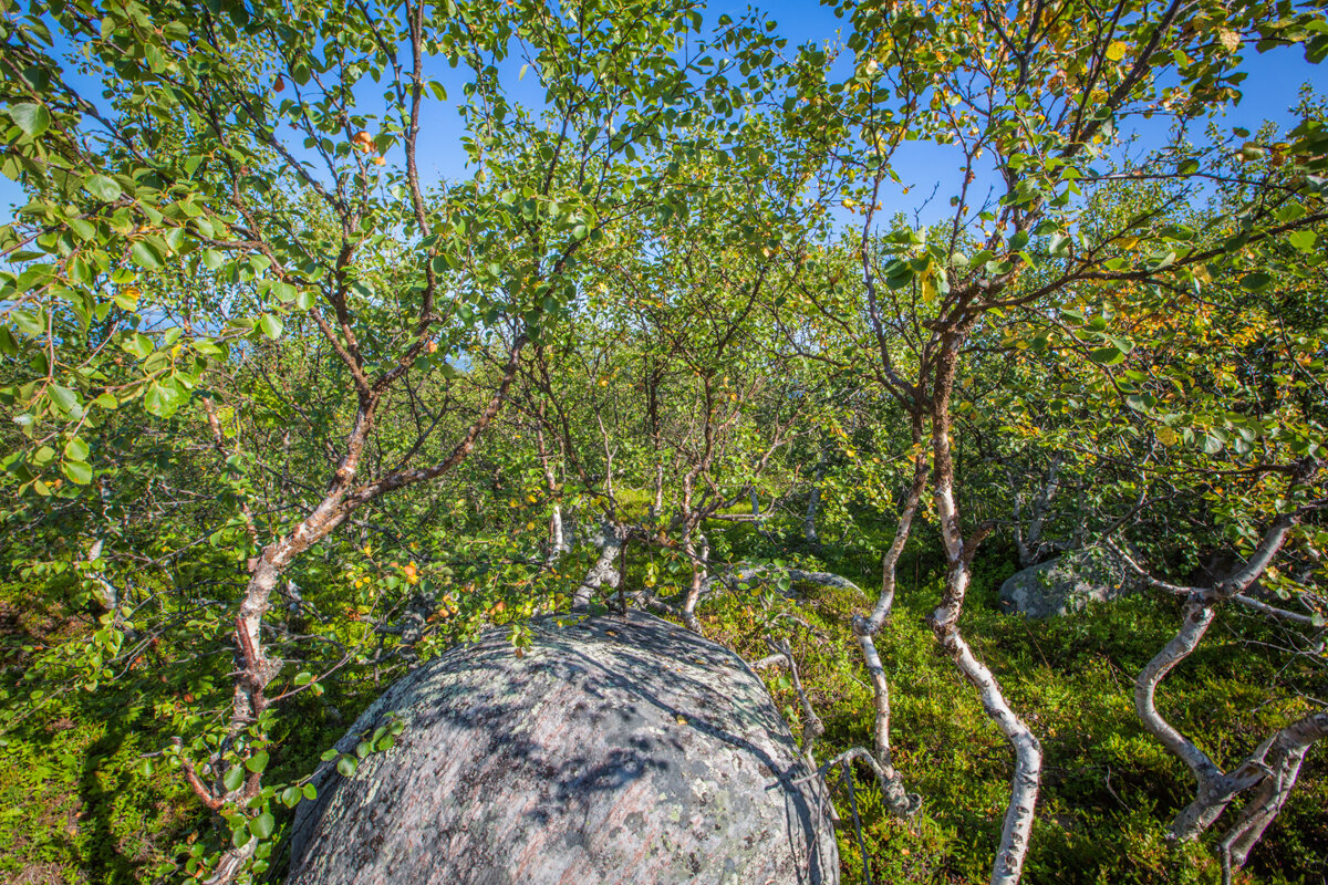 *** - Виктория Павлова