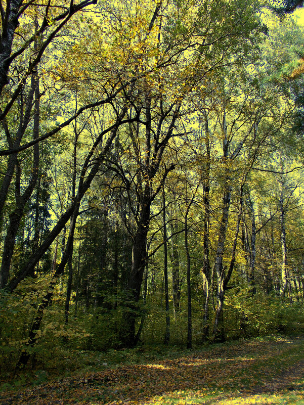 Осенний лес - Alisia La DEMA