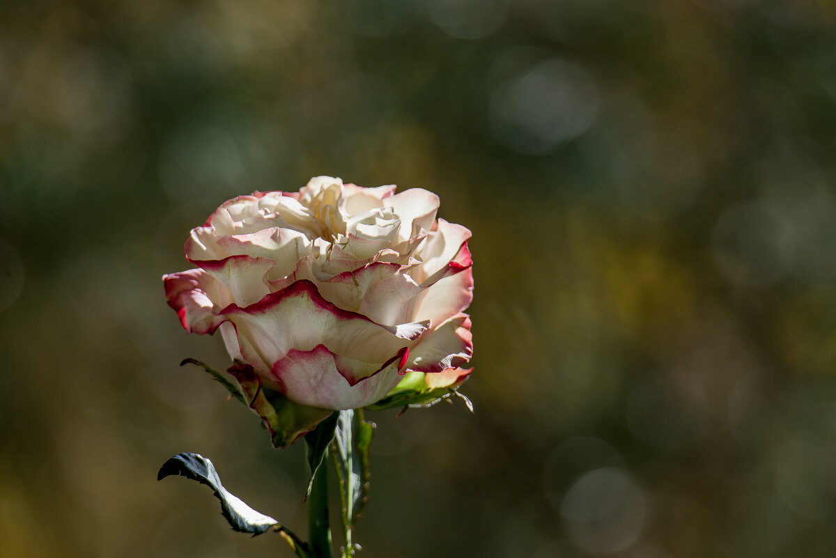 Розовые сны.... - Sergey (Apg)