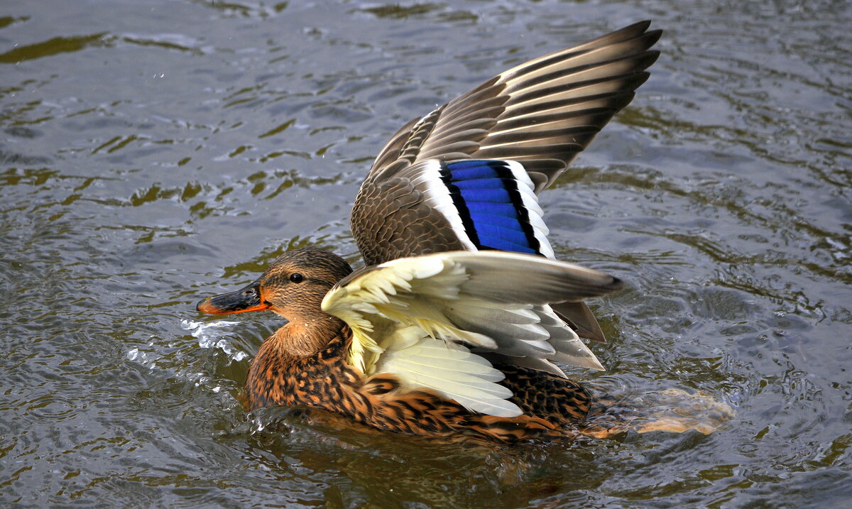 На взлет ..... - Анатолий Анищик