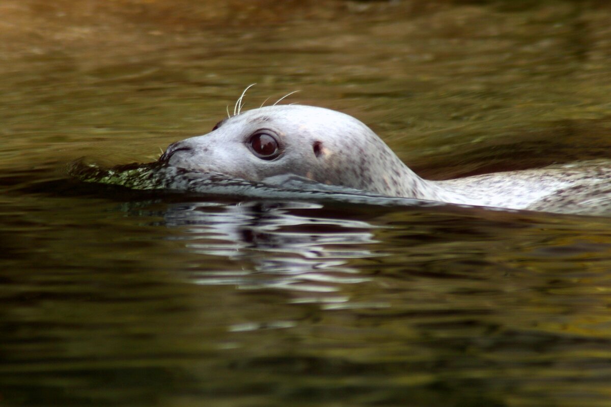 Тюлень - Юрий. Шмаков Тюлень - Юрий. Шмаков