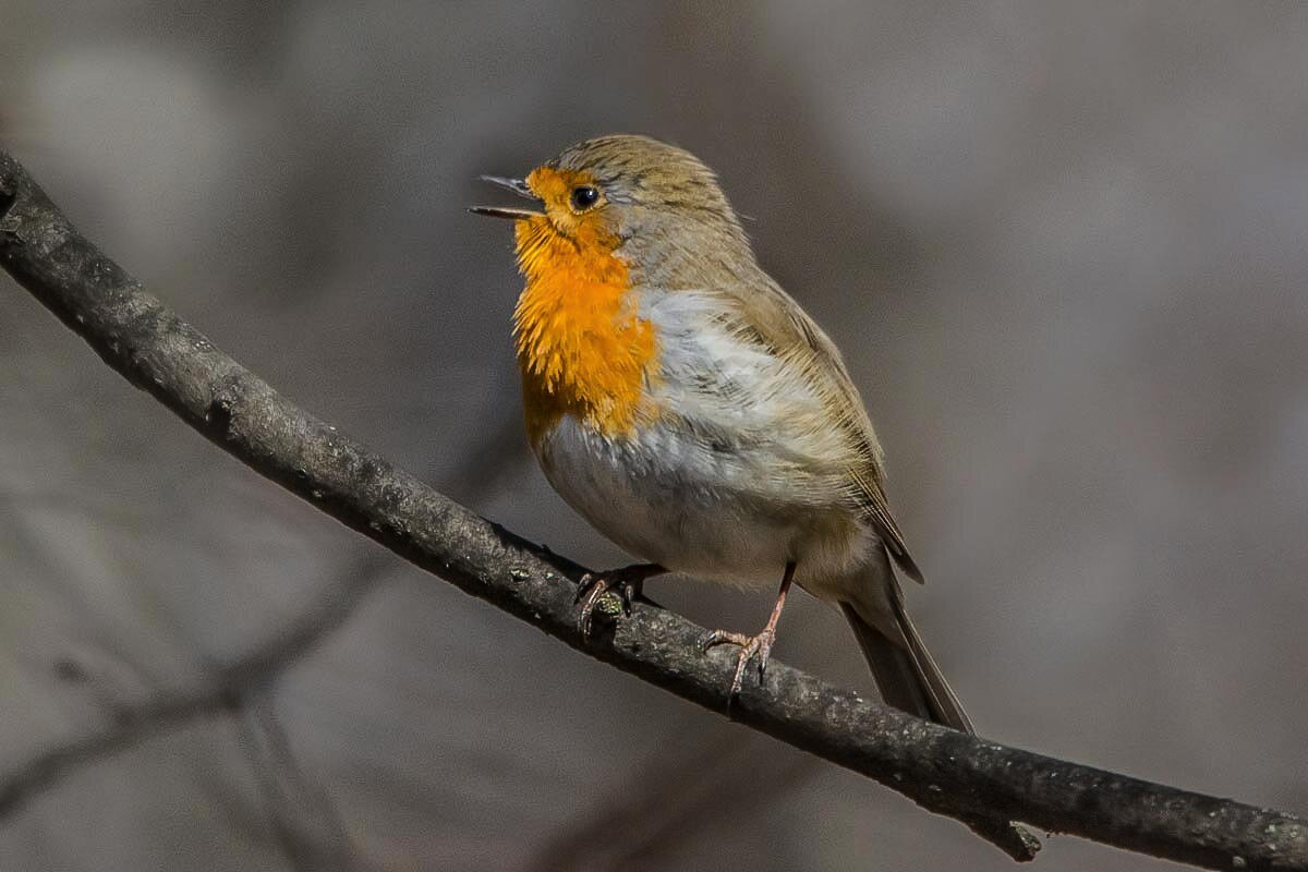 Зарянка. - Nik Lovec