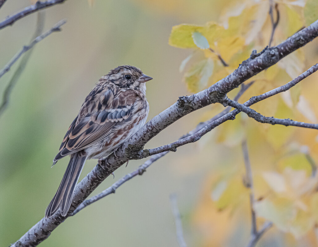Овсянка  под дождем - Игорь Шабалин