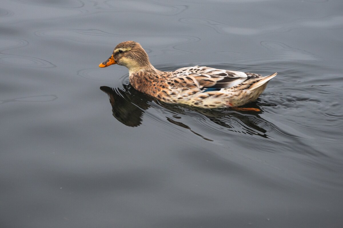 Уточка. - Виктор Евстратов Уточка. - Виктор Евстратов