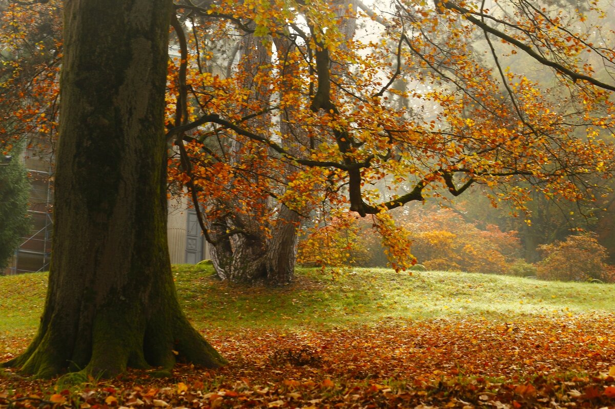 Осенние картинки - Юрий. Шмаков