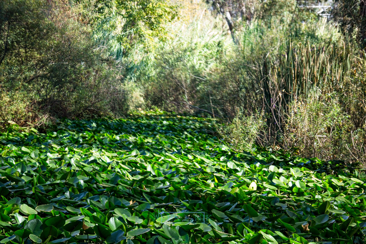 Заросли кубышки желтой. - Argaman Табашник