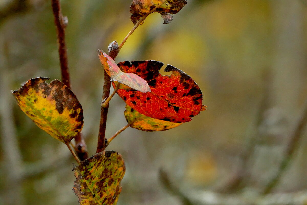 вчерашняя осень 5 - Александр Прокудин
