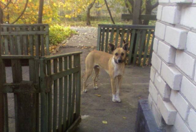 Ожидание прогулки - Наталья 