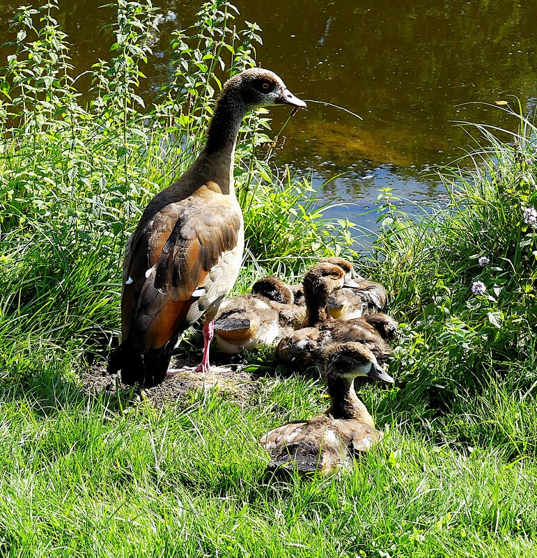 Мама всему научит - Владимир Манкер Мама всему научит - Владимир Манкер