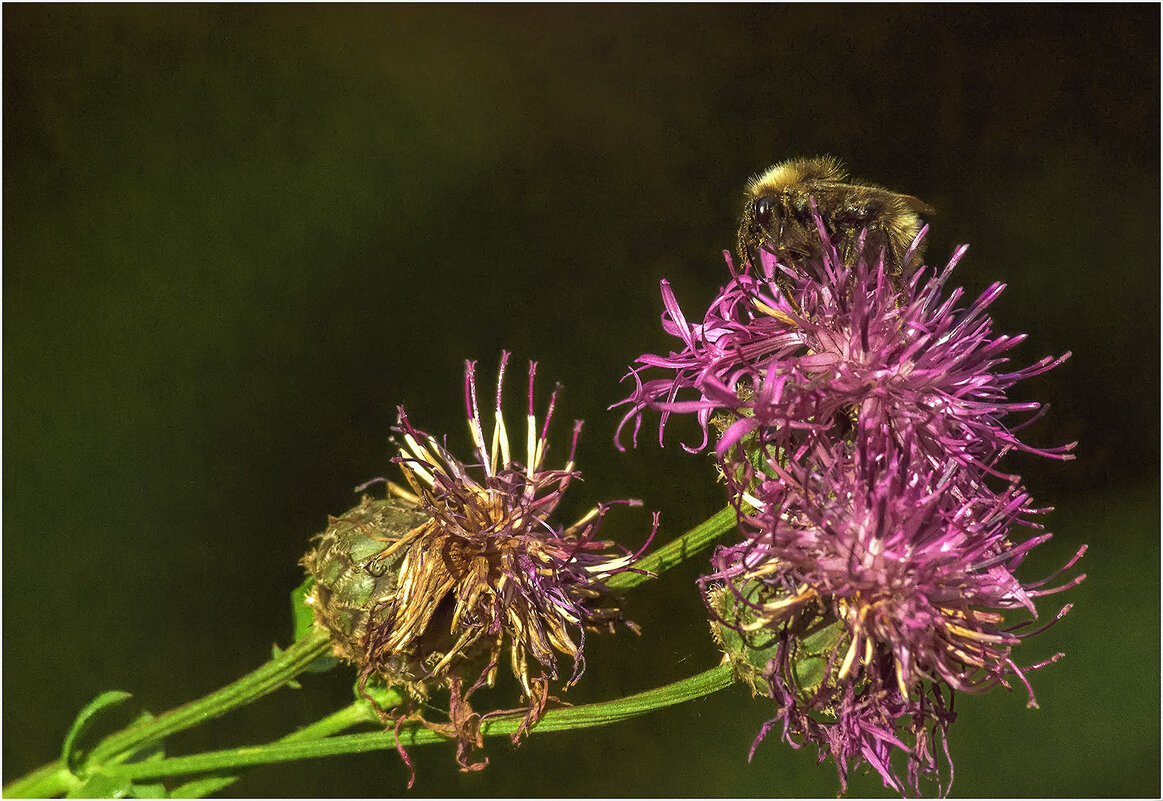 Картинка августа - Валентин Котляров