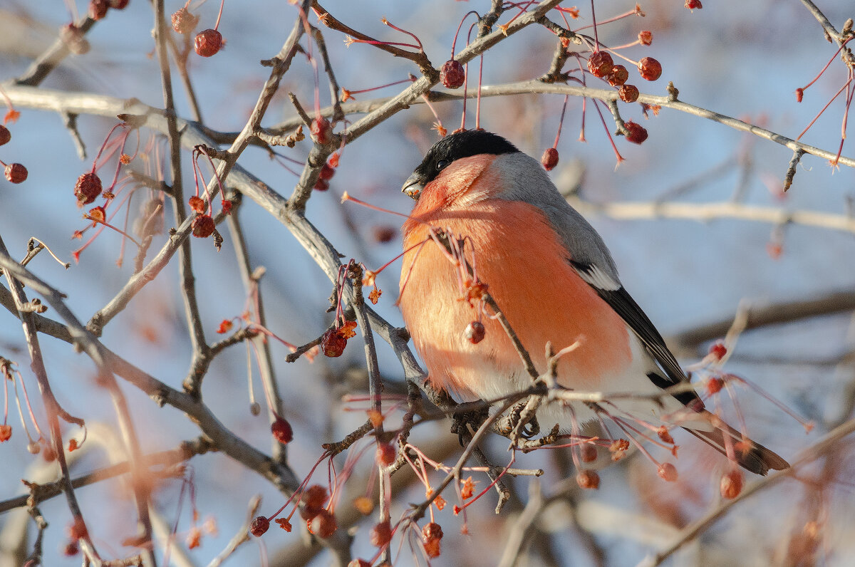 Пухляш - Виктор Иванович Чернюк