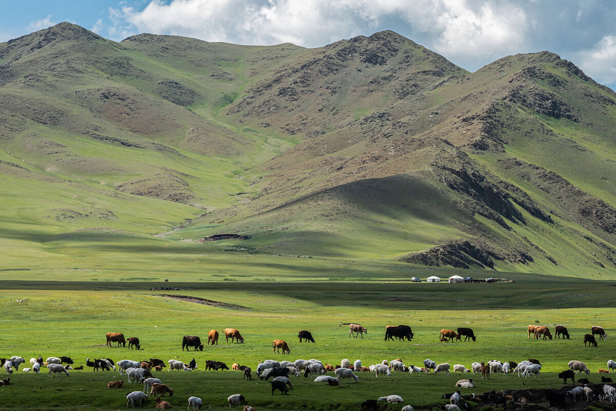 в долине р. Орхон. Стада и горы - Galina 