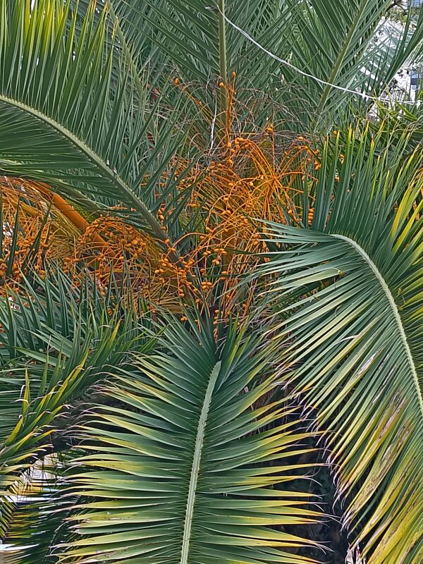 ПАЛЬМА - Tata Wolf