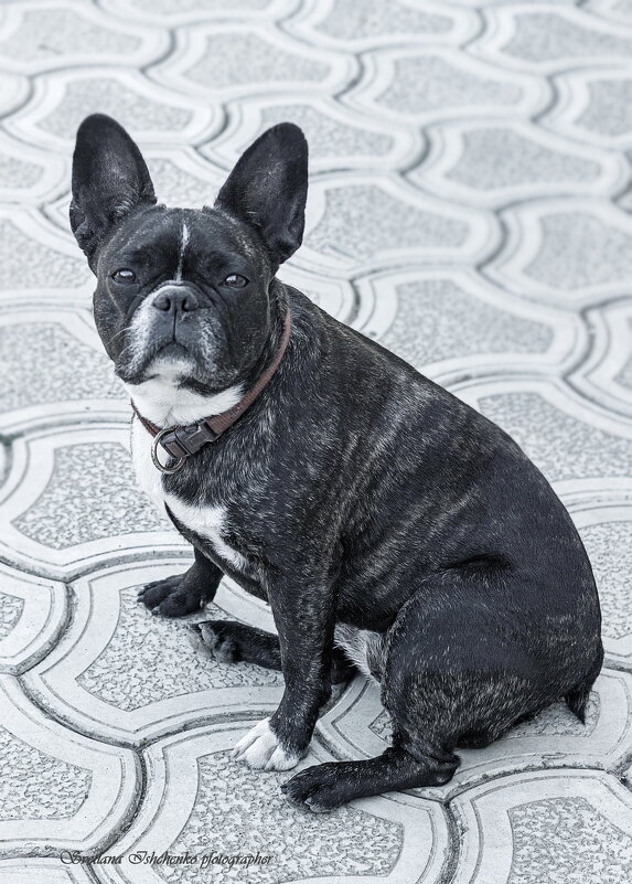 Французский бульдог - Светлана Ищенко