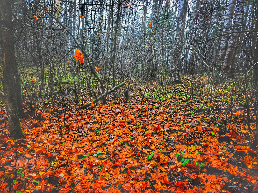 Осень... - Станислав Мутовин