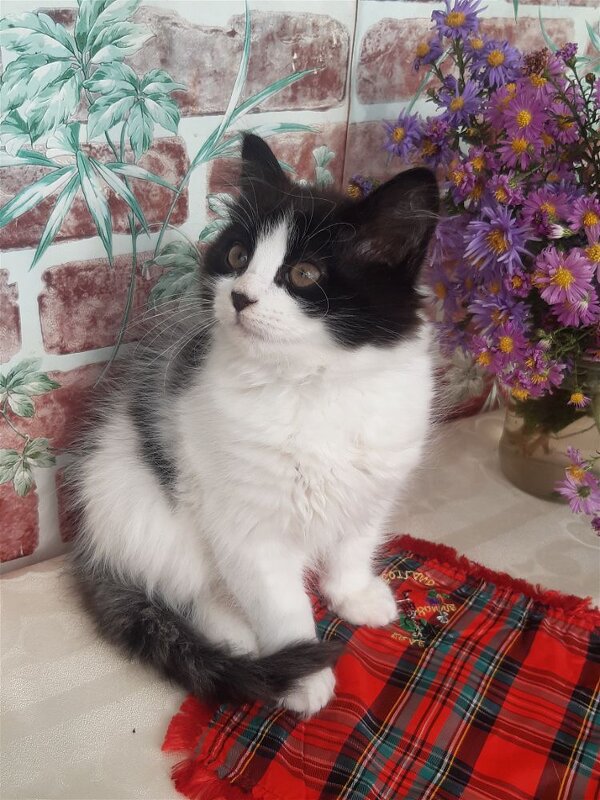 Пушок! - Нина Андронова