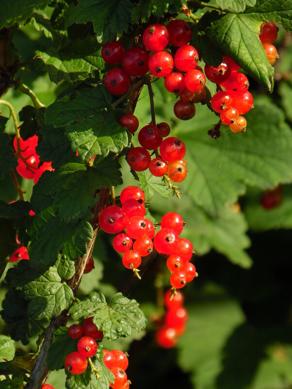 Смородина красная. - nadyasilyuk Вознюк Смородина красная. - nadyasilyuk Вознюк