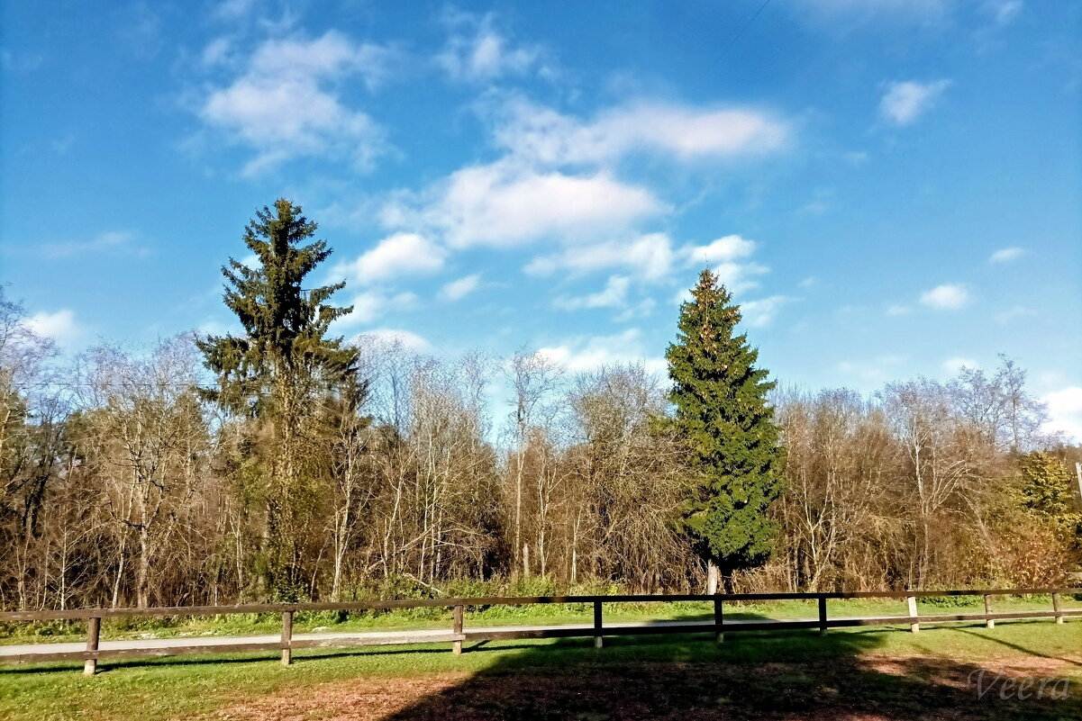 Зеленеют только сосны и ели - Veera V Зеленеют только сосны и ели - Veera V