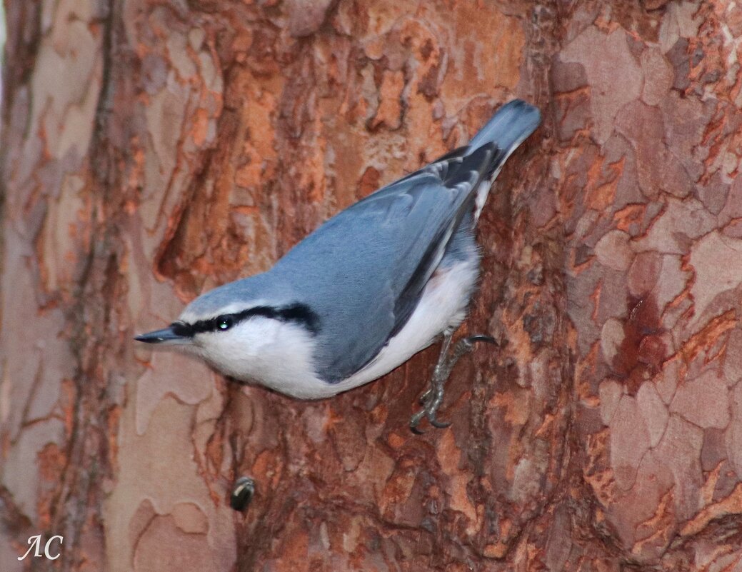 Поползень - Любовь Сахарова