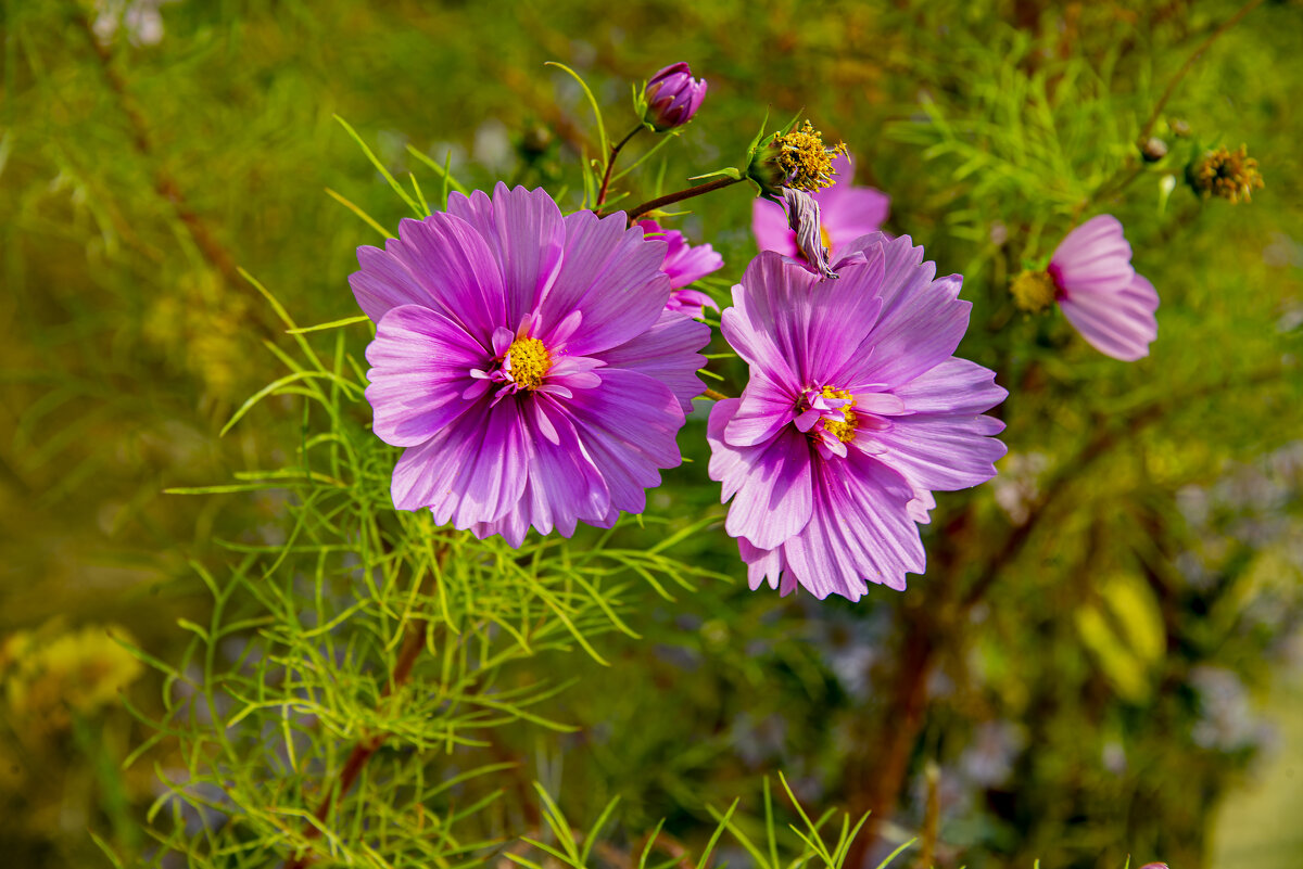 Космея - Анатолий Чикчирный Космея - Анатолий Чикчирный