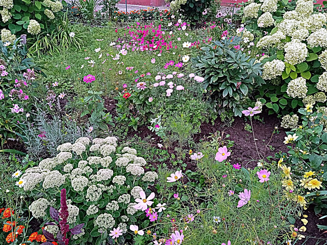 Цветы. - Владимир Драгунский Цветы. - Владимир Драгунский