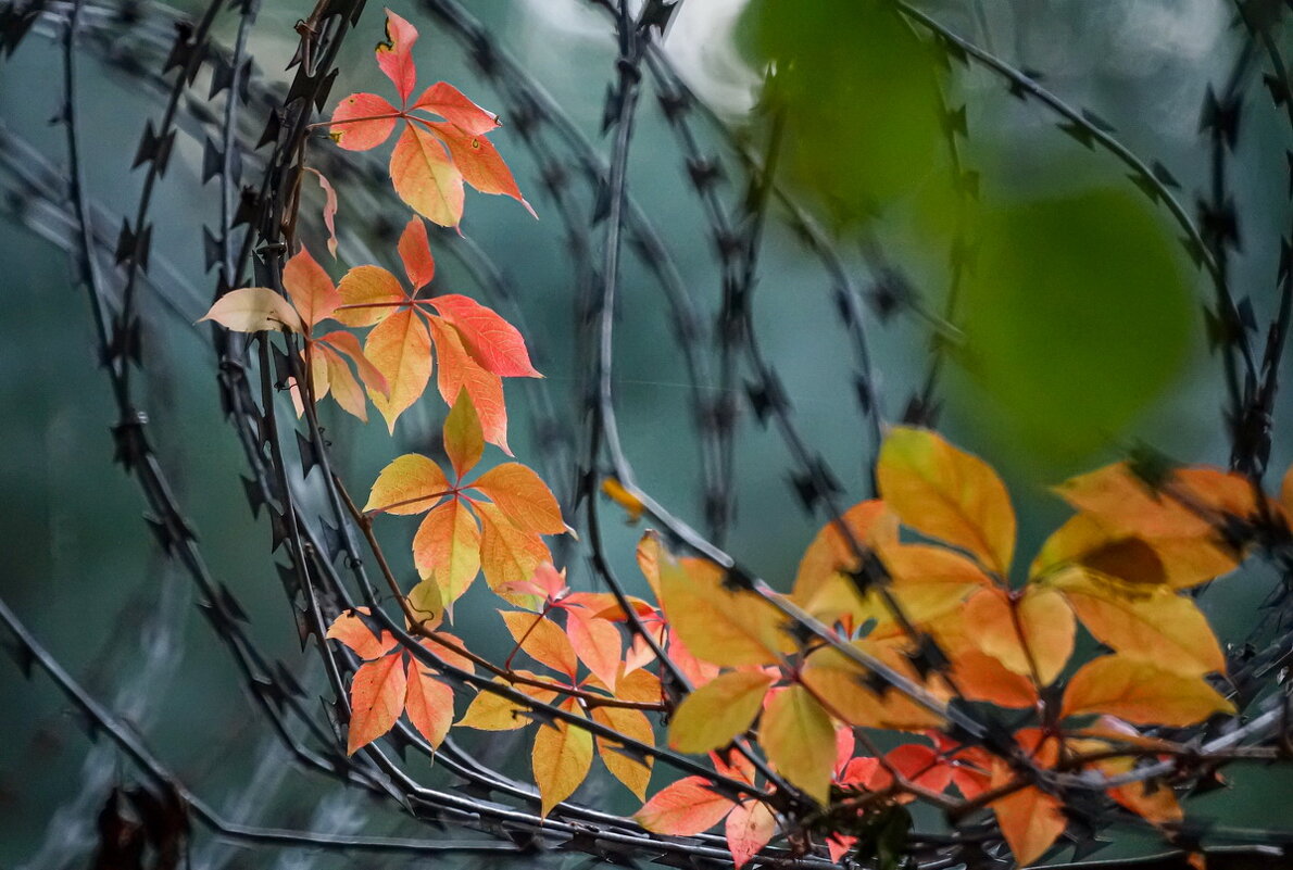 Осень... - Николай Саржанов