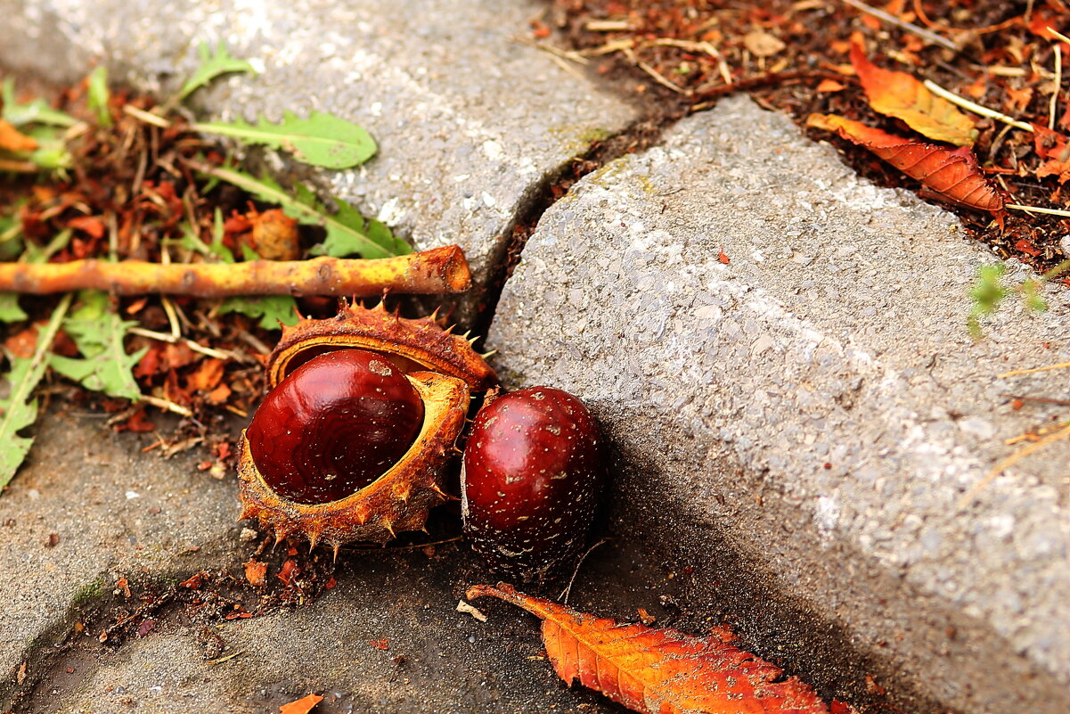 Каштаны, каштаны... - Юрий Гайворонскiий