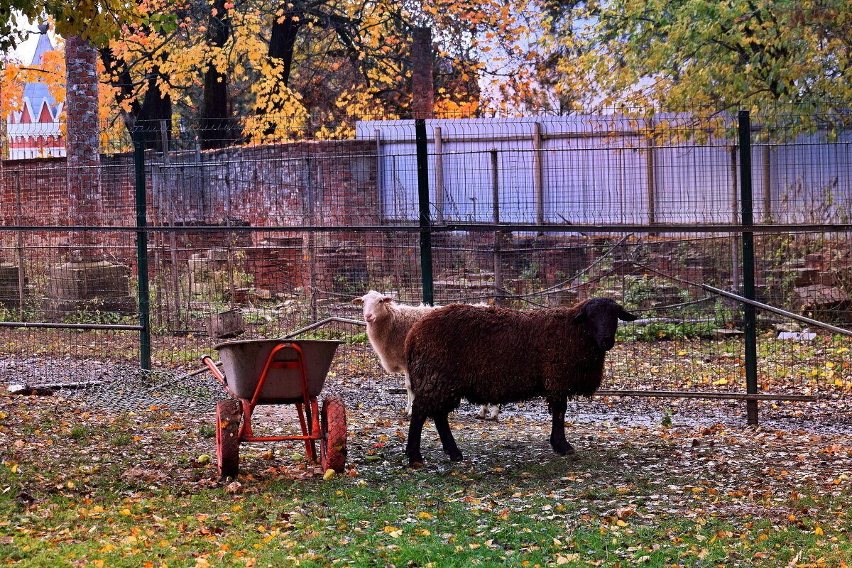 Мирно пасутся барашки. - Татьяна Помогалова