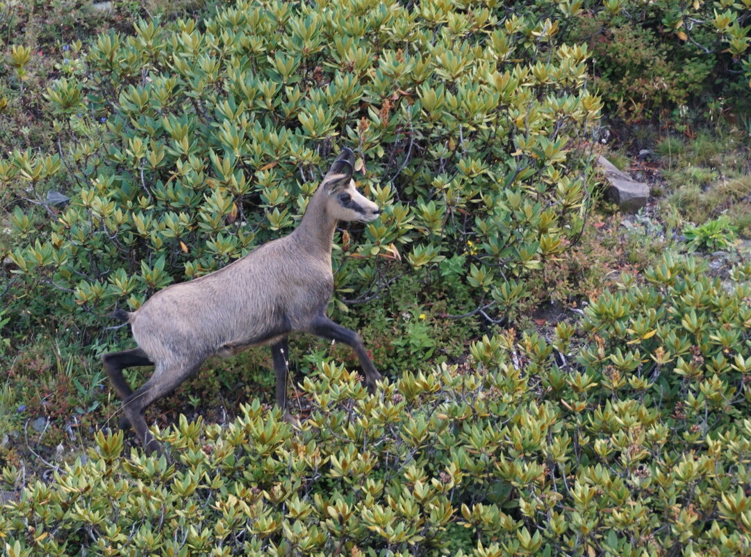 Дикая серна - Наталия Григорьева