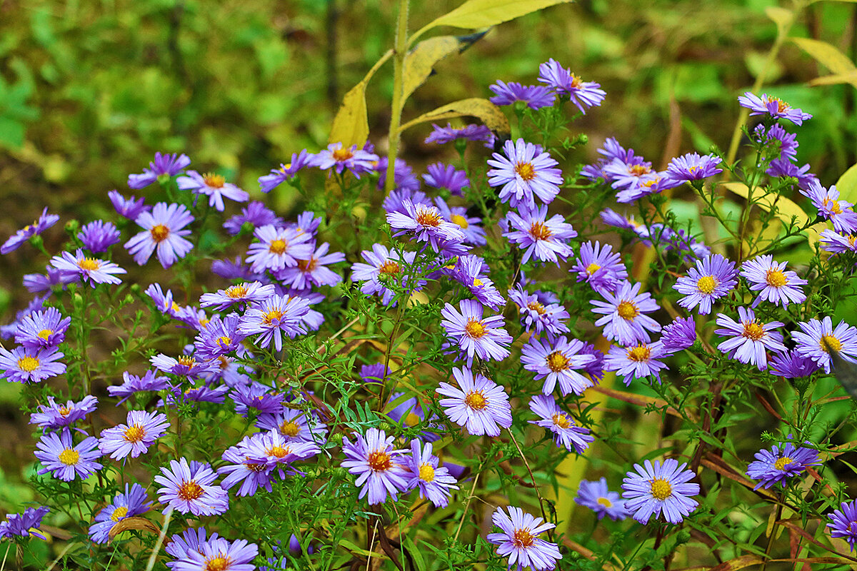 А сентябринки всё ещё цветут... - Светлана 