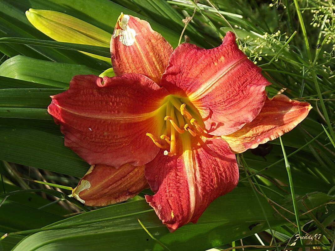 Лилейник - Freddy 97