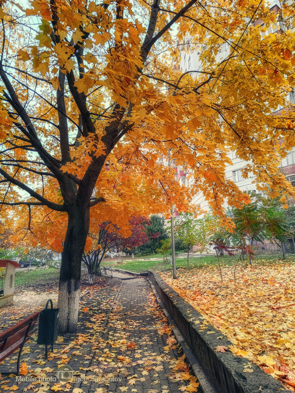 Осенний клён - Игорь Сарапулов