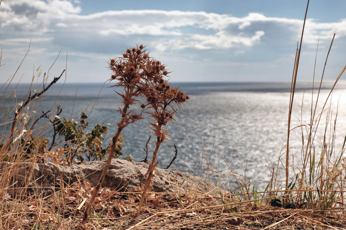 Колючка на обрыве - Oleg S