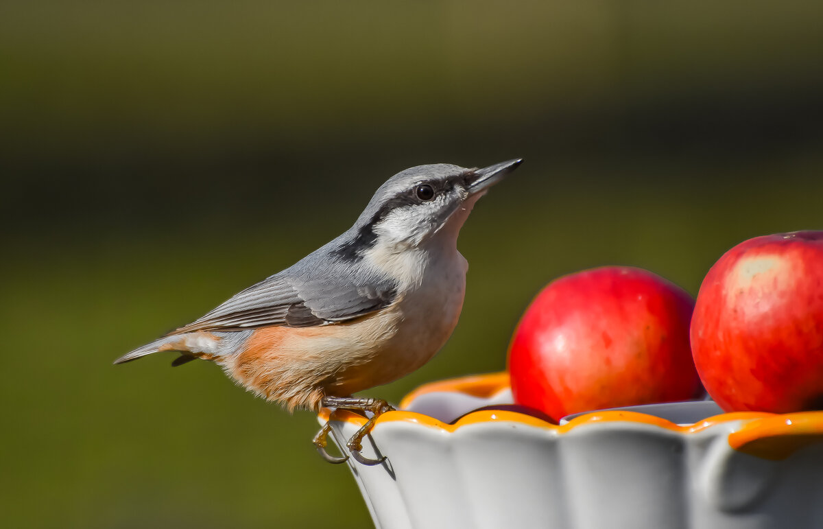 Лакомка. - Sergey (Apg)