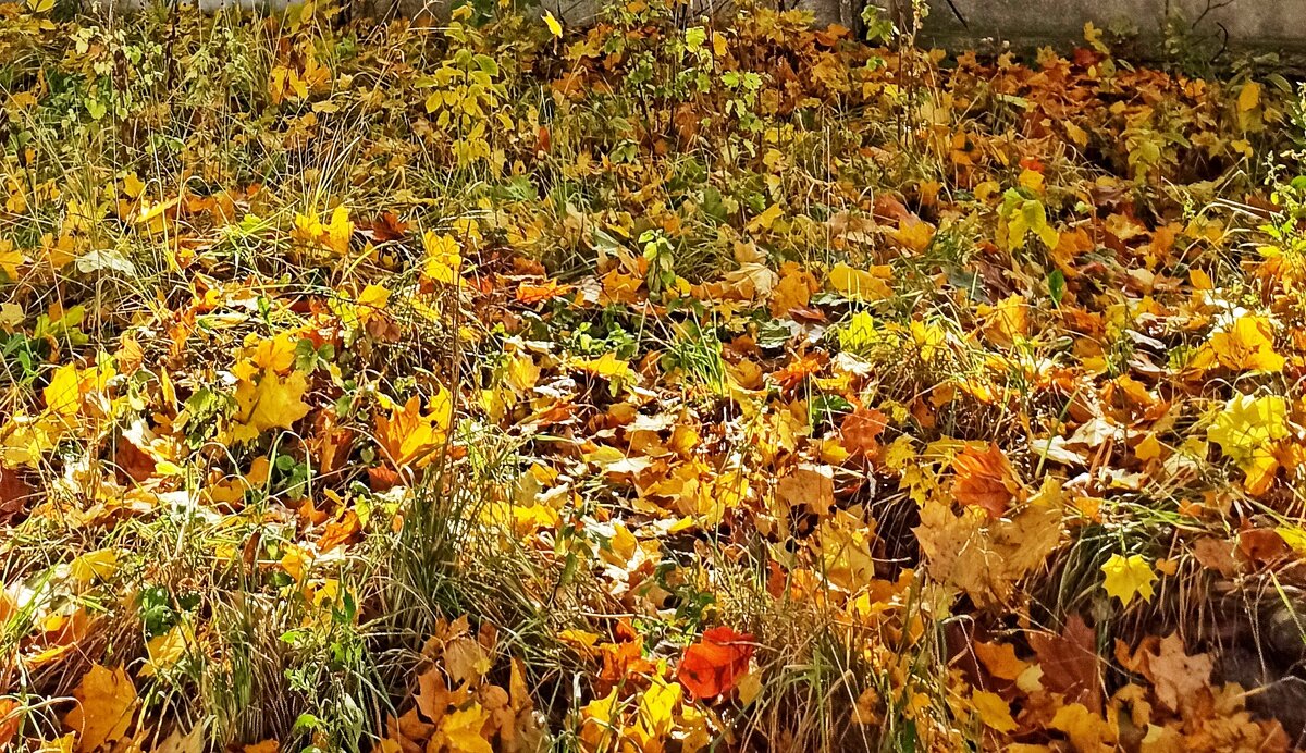 Шуршит гербарий чудный... - veilins veilins