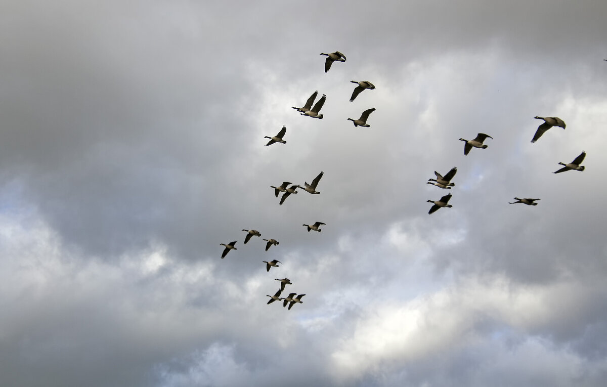 Казарки в небе - Андроник Александр 