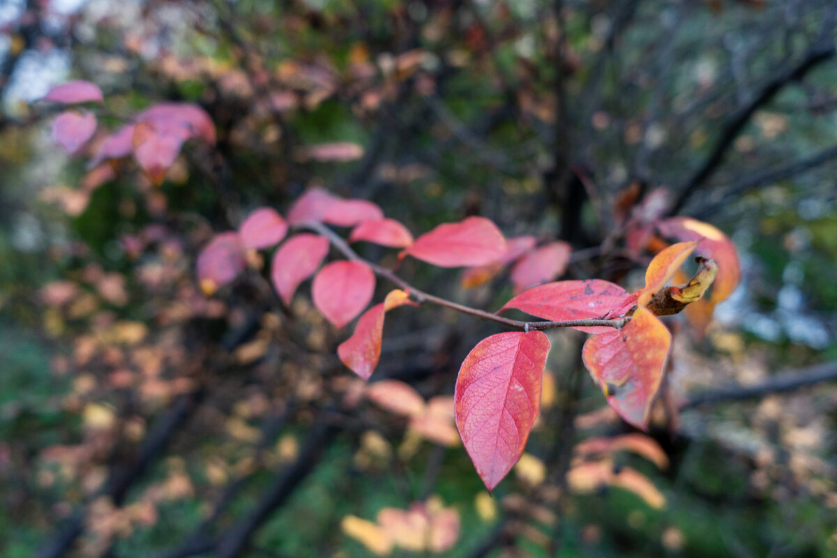 Яркая веточка - sorovey Sol