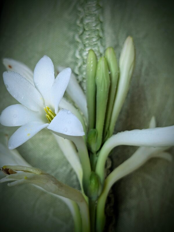 Нежность - liudmila drake