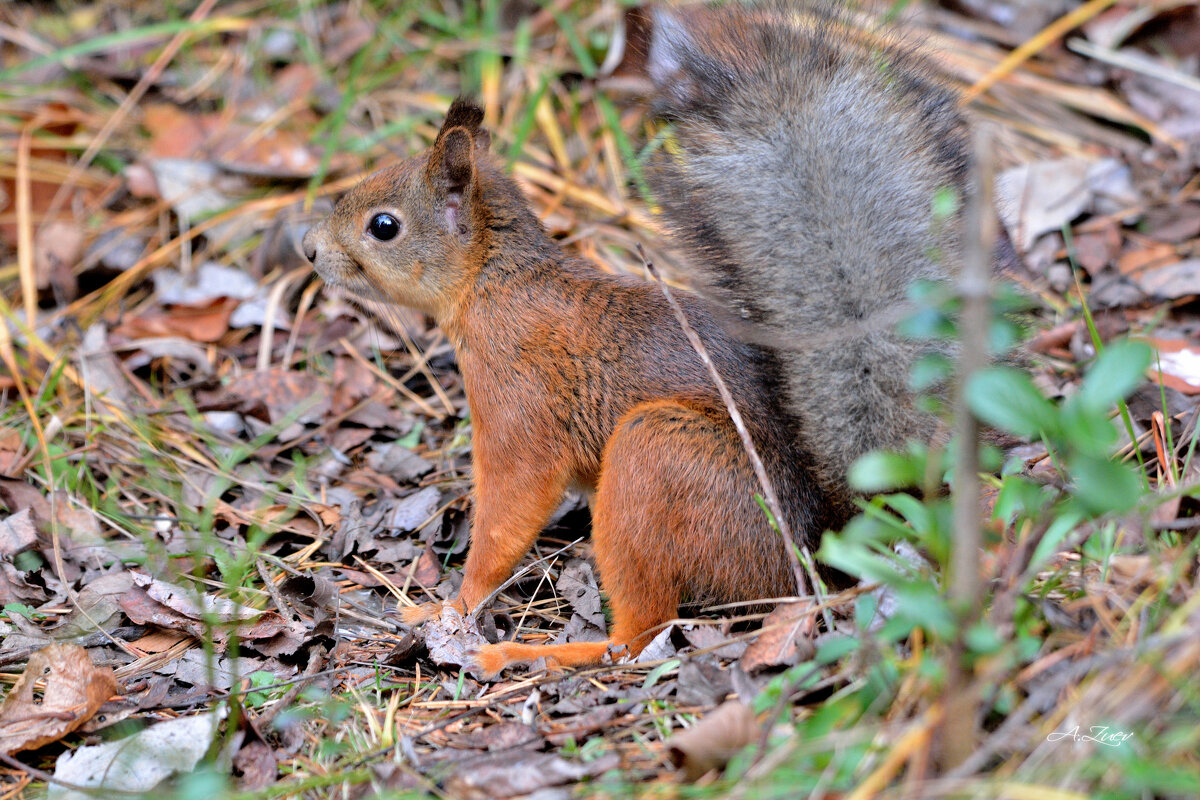 * - Александр Зуев
